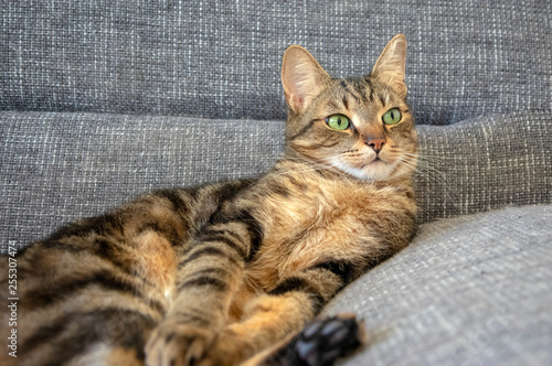 Lazy marbe domestic cat on gray sofa, looking to the right, cute lime eyes on tabby face, confused face