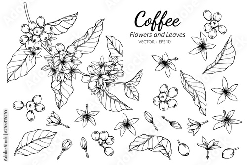 Collection set of coffee flower and leaves drawing illustration.