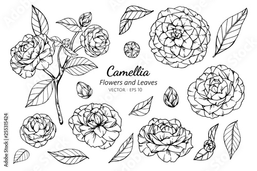 Collection set of camellia flower and leaves drawing illustration.