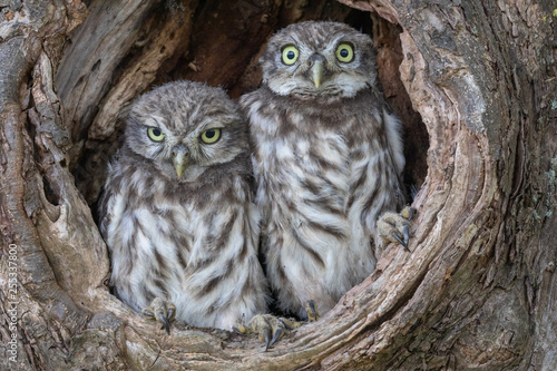 Steinkauz (Athene noctua)