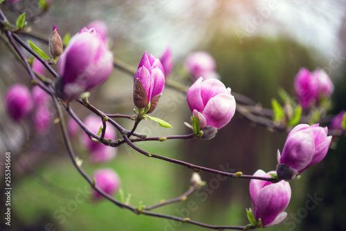 branch of a blooming magnolia