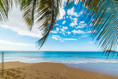 Palm branches by the sea in La Perle beach in Guadeloupe