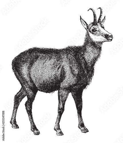 Chamois / vintage illustration from Meyers Konversations-Lexikon 1897