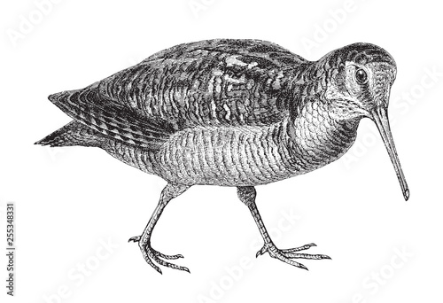 Eurasian Woodcock (Scolopax rusticola) / vintage illustration from Meyers Konversations-Lexikon 1897