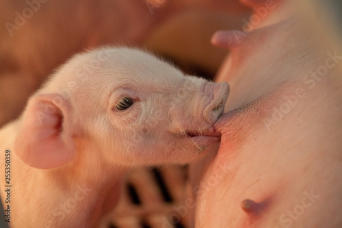 Close up of very cute drinking new born piglet