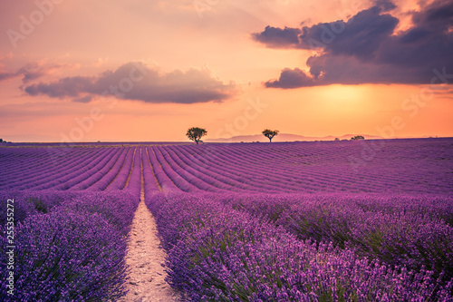 Fioletowe krzewy lawendy. Pięknych kolorów lawendowi purpurowi pola blisko Valensole, Provence w Francja, Europa
