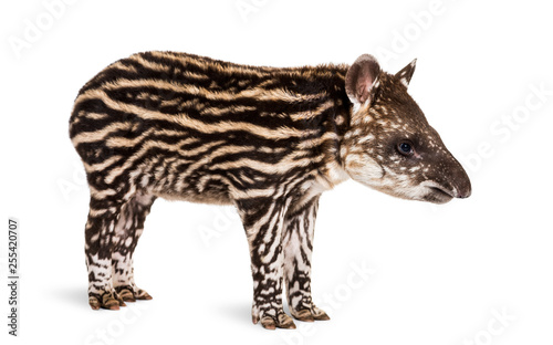 Month old Brazilian tapir standing in front of white background