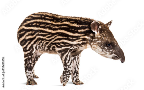 Month old Brazilian tapir standing in front of white background