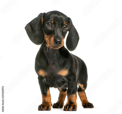 Dachshund, 2 months old, in front of white background