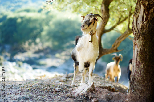 Herd of goats grazing by the road in Peloponnese, Greece. Domestic goats, highly prized for their meat and milk production production.