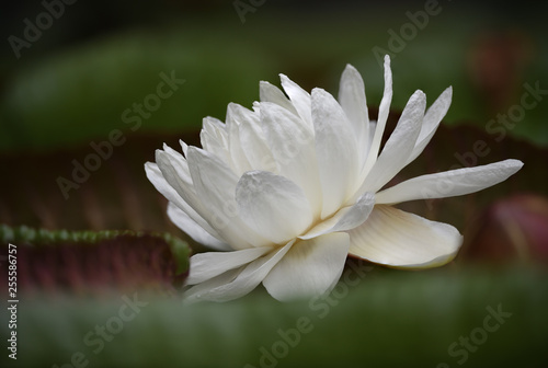 Victoria amazonica white flower