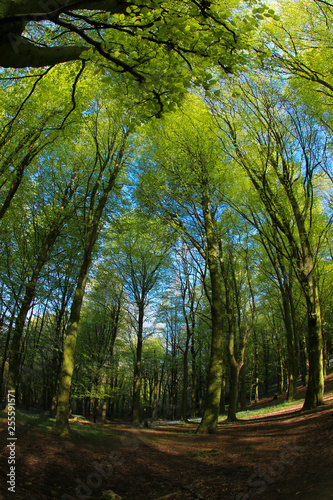 Fresh green leaves in a beech woodland on a sunny spring morning, Cardiff, South Wales, UK. Taken through a fish-eye lens