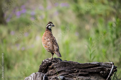 bobwhite quail on a log