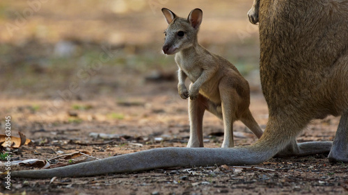 Wallaby