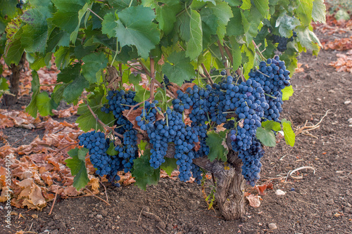 Grapes of black wine "Nero d'Avola" in sicily - Italy