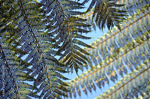 Close up of back lit overlapping tree fern fronds against a blue sky with sunlight shining through. Greenery background. Selective focus.