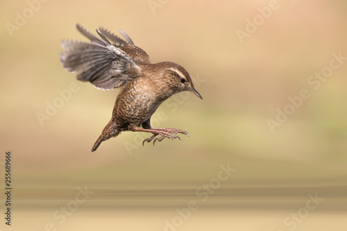 Incredibile natura, scricciolo comune in volo sopra il fiume (Troglodytes troglodytes)