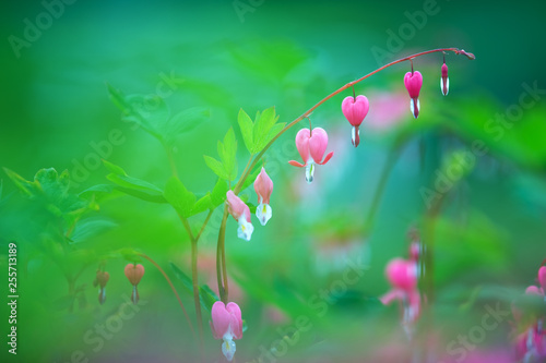 Bleeding heart (Lamprocapnos spectabilis) flowers. Soft focus image with shallow depth of field.