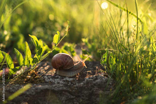 snail on grass