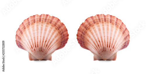 sea shell an isolated on white background