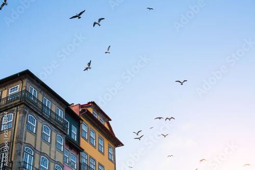 Portuguese houses and seagulls on the clear sky.
