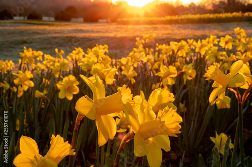 The golden light of the early morning sun descends upon a field of daffodils at Dorothea Dix Park in Raleigh North Carolina.