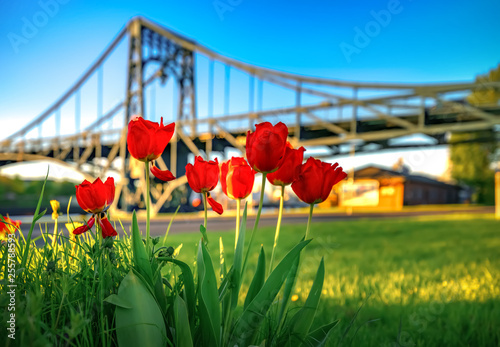 Tulpen vor der Kaiser Wilhelm Brücke Wilhelmshaven