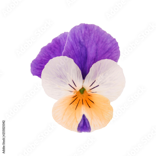 isolated viola flower portrait on white background