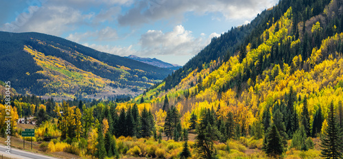 Brilliant Golden Autumn Aspen Trees in Vail Colorado 