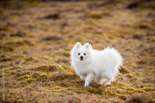 Portrait of white dog on field