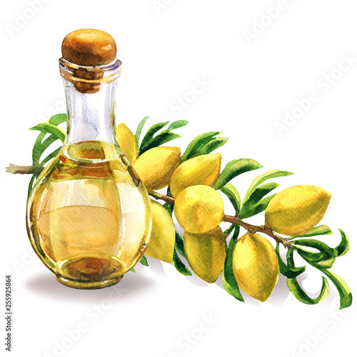 Bottle of argan oil and fresh argan tree, Argania spinosa, branch with fruits, nuts on a branch, skin care, moroccan cosmetic, isolated, hand drawn watercolor illustration on white background