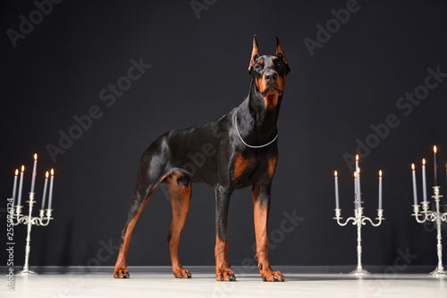 A beautiful young Doberman stands against a black wall and candlesticks with burning candles. Proud doberman