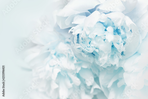 Beautiful blue peony petals close up. Natural flowery background. Copy space. Soft selective focus.