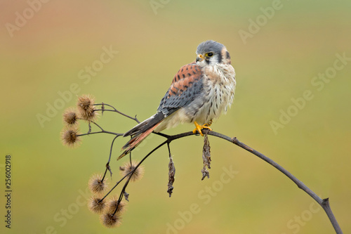 American kestrel (Falco sparverius) is the smallest and most common falcon in North America.