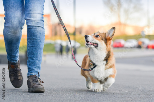 Welsh corgi pembroke dog walking nicely on a leash with an owner during a walk in the city