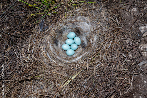 Oenanthe oenanthe. The nest of the Wheatear in nature.