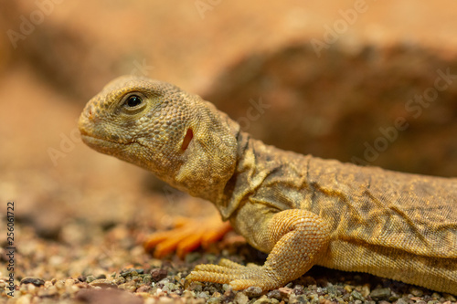 Uromastyx princeps or spiny-tailed lizard