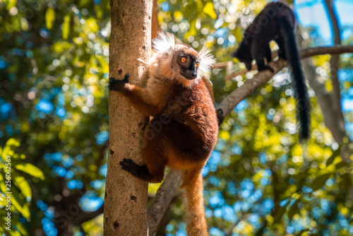 lemur on a tree endemic of lokobe island in nosy be, madagascar, africa