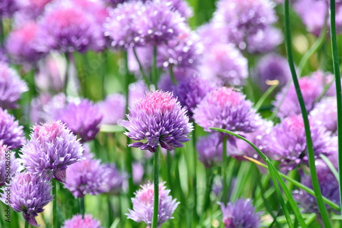 Chive Allium Schoenoprasum Colorful Blossom Home Gardening and Planting Stock Photo