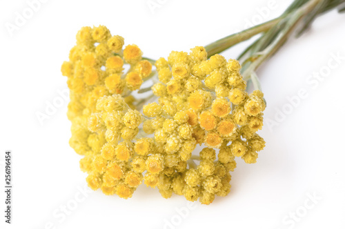 Medicinal plant helichrysum arenarium isolated on white background. Close up view