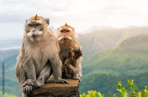 monkeys family at black river gorge viewpoint against a beautiful panorama, mauritius