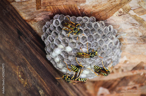 wasps nest