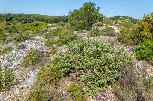 Garrigue au printemps