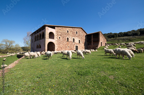 Typical catalan farm in Catalonia whith lambs