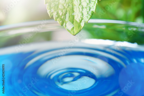 Beautiful green leaf with water drop on blue background, closeup. Space for text