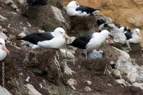 New Island Falkland Islands, Black-brow albatross on nests in rookery