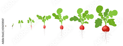 Growth stages of Radish plant. Vector flat illustration. Raphanus raphanistrum. Radishes taproot grown life cycle.