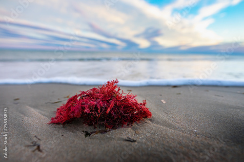 une algue rouge échouée sur une plage au bord de l'eau