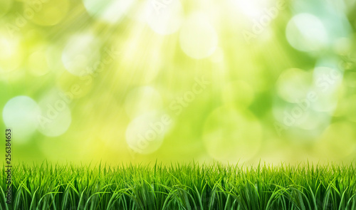 Zielona trawa, słońce i bokeh