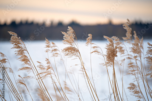  Reed in the wind in the winter landscape of the haiku.